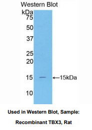 大鼠T-框蛋白3(TBX3)多克隆抗体