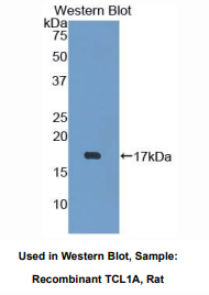 大鼠T-细胞白血病/淋巴瘤蛋白1A(TCL1A)多克隆抗体