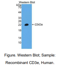 人T-细胞表面糖蛋白CD3ε(CD3e)多克隆抗体