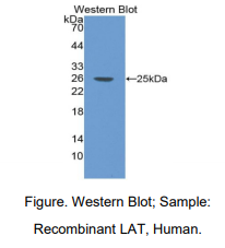 人T-细胞激活连接蛋白(LAT)多克隆抗体