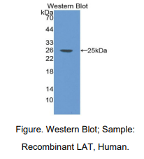 https://msimg.bioon.com/bionline/goods-no-pic.png