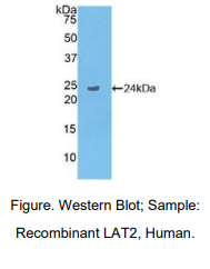 https://msimg.bioon.com/bionline/goods-no-pic.png