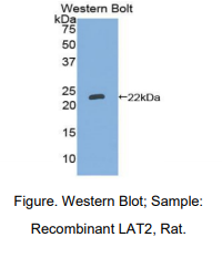 大鼠T-细胞激活连接蛋白家族成员2(LAT2)多克隆抗体