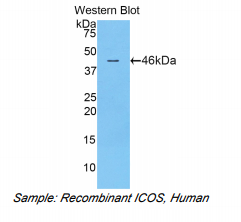 人T-细胞可诱导共刺激分子(ICOS)多克隆抗体