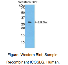 人T-细胞可诱导共刺激分子配体(ICOSLG)多克隆抗体