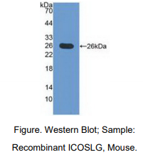 小鼠T-细胞可诱导共刺激分子配体(ICOSLG)多克隆抗体