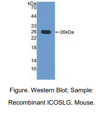 https://msimg.bioon.com/bionline/goods-no-pic.png