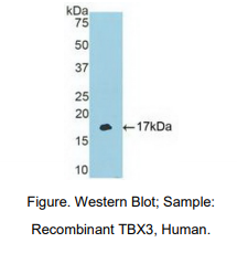 https://msimg.bioon.com/bionline/goods-no-pic.png