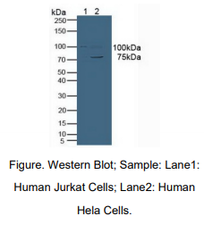 https://msimg.bioon.com/bionline/goods-no-pic.png