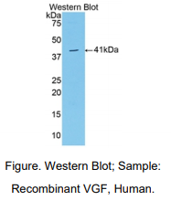 人VGF神经生长因子诱导蛋白(VGF)多克隆抗体