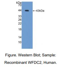 人WAP四二硫化物核心域蛋白2(WFDC2)多克隆抗体