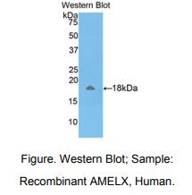 https://msimg.bioon.com/bionline/goods-no-pic.png