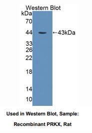大鼠X-连锁蛋白激酶(PRKX)多克隆抗体