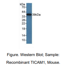 小鼠Toll样受体衔接分子1(TICAM1)多克隆抗体