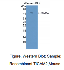 小鼠Toll样受体衔接分子2(TICAM2)多克隆抗体