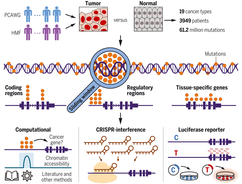 Science：对癌症中体细胞非编码突变模式的全基因组分析