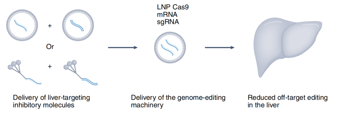 利用RNA干扰降低CRISPR在肝脏中的脱靶性