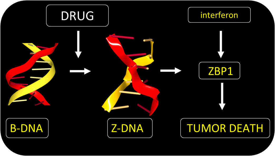 Nature：张霆/尹超然等通过触发Z-DNA形成，激活免疫系统杀伤冷肿瘤 