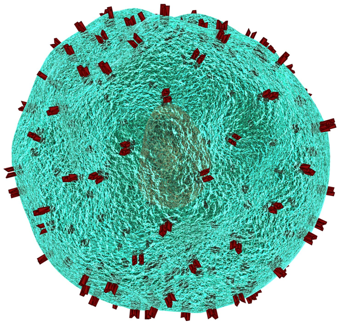 Blood：经过四次碱基编辑的CAR-T细胞有望治疗复发或难治性的T-ALL白血病