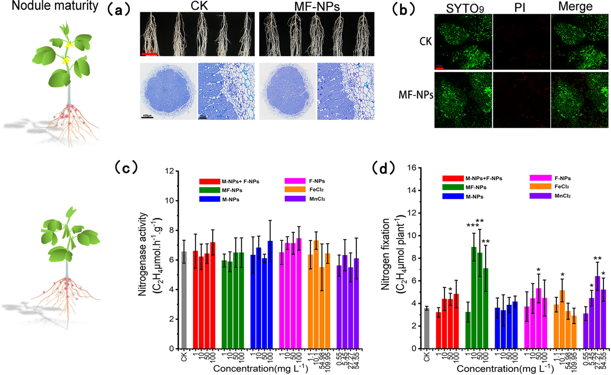 图2.不同浓度纳米酶处理对豆科植物根的表型和根瘤发育的影响