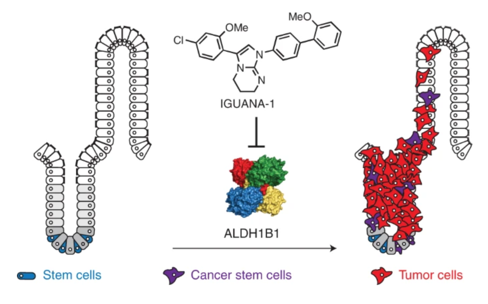 Nature子刊：结直肠癌治疗新靶点——ALDH1B1 - 医疗健康专区- 生物谷