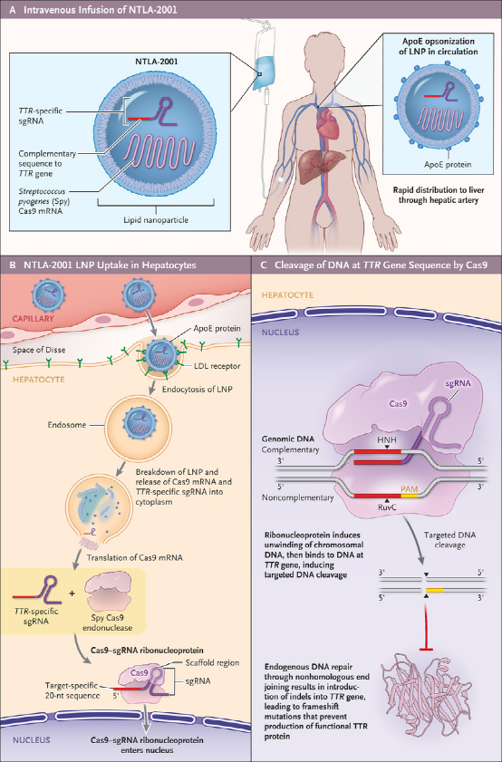 重磅发布！新英格兰杂志公布首个体内 CRISPR 基因编辑治疗人类遗传<a href=//www.styjt.com/hangye/jibing/ target=_blank class=infotextkey>疾病</a>试验结果