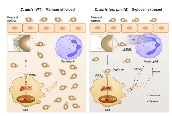 研究揭示超级耐药真菌耳念珠菌侵袭感染过程中宿主先天免疫系统的识别应答机制