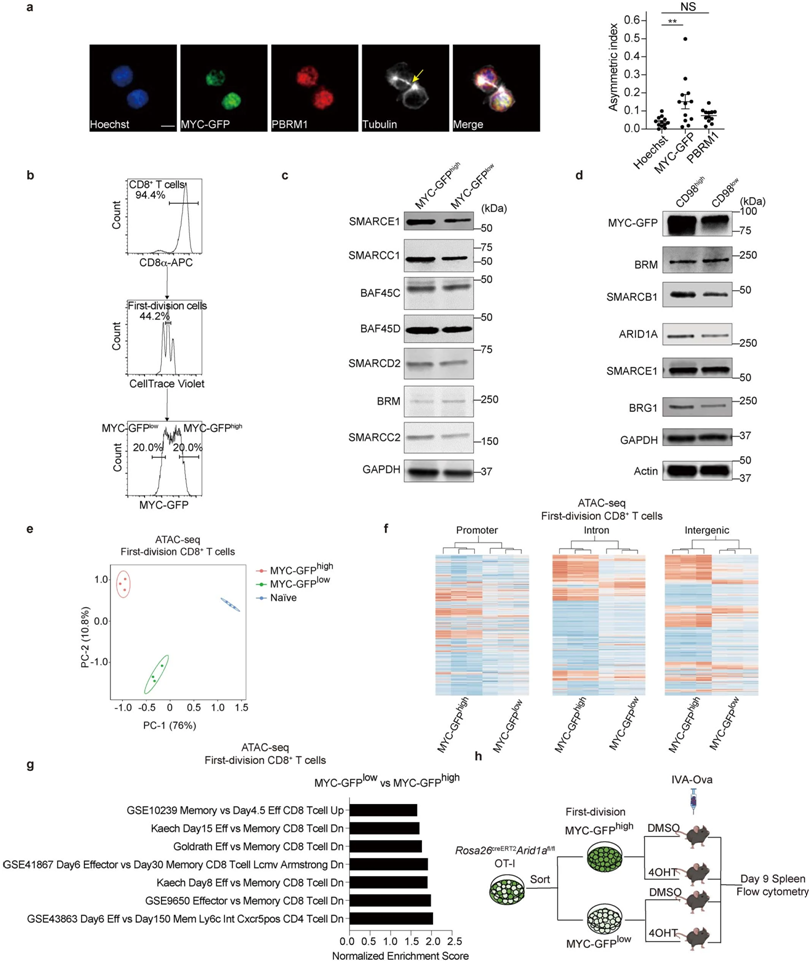 Nature：发现cBAF与c-Myc相互作用让T细胞变成记忆T细胞，有望利用CAR-T细胞治疗实体瘤