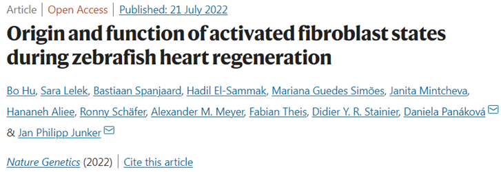 Nat Genet：揭示心脏中暂时激活的成纤维细胞可促进斑马鱼心脏再生