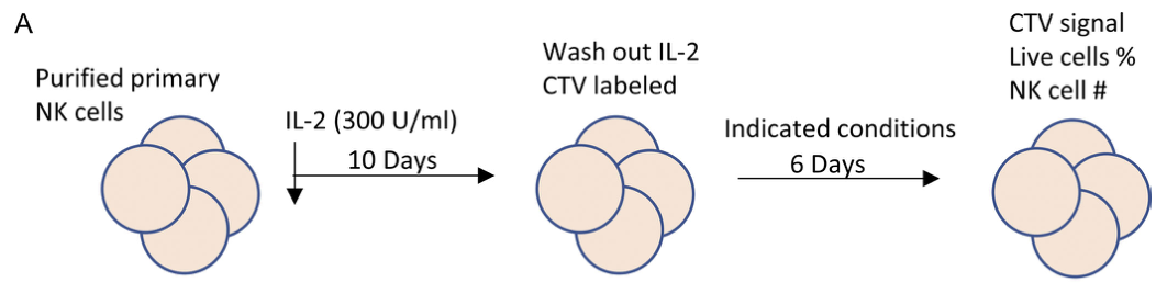 J. Exp. Med: 以IL-2为基础的特异性NK细胞治疗是一种有前途的方法
