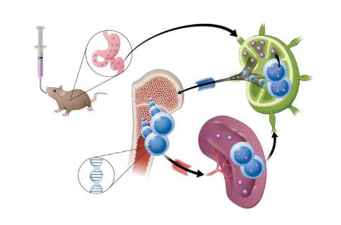 Nat Commun：新型候选药物或能利用新型吸收策略来靶向作用小鼠机体中的癌细胞