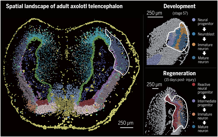 Science：我国科学家利用单细胞Stereo-seq揭示损伤诱导的室管膜胶质细胞亚群参与蝾螈大脑再生