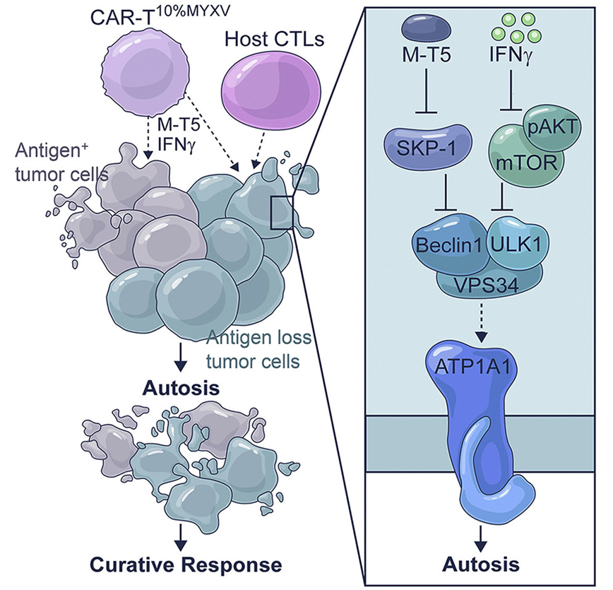 Cancer Cell：粘液瘤病毒和CAR-T细胞/TCR-T细胞联手可诱导癌细胞自亡，有望更有效治疗实体瘤