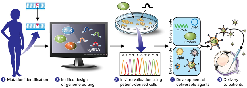 PNAS：精准基因组编辑有望治疗遗传性视网膜疾病