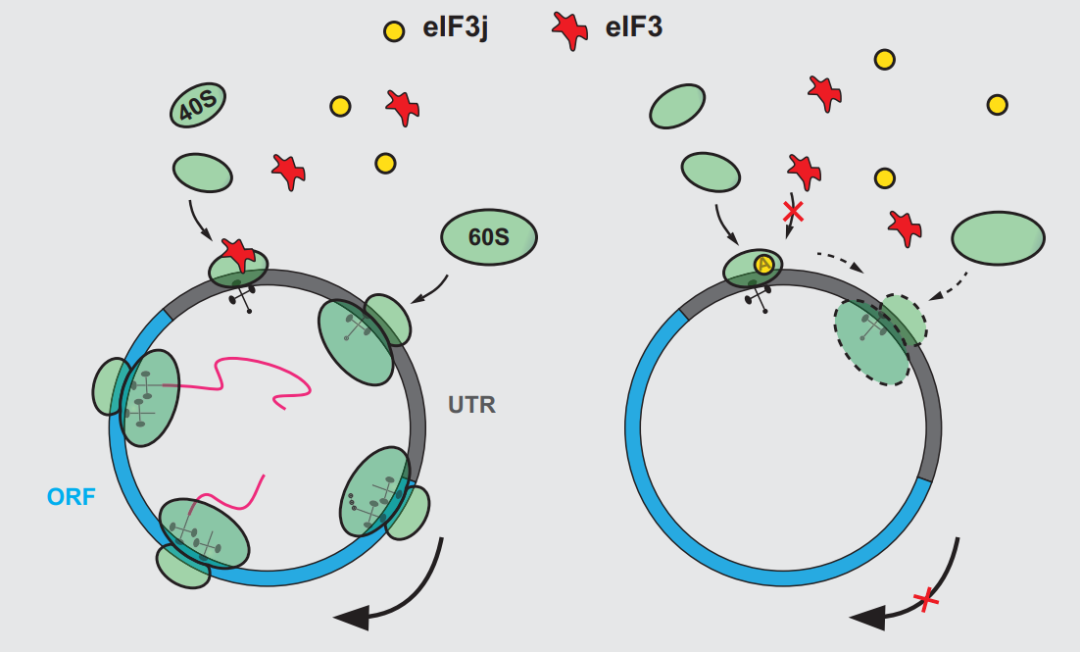 NAR：重庆大学黄川团队揭示环状RNA翻译抑制的关键分子机制
