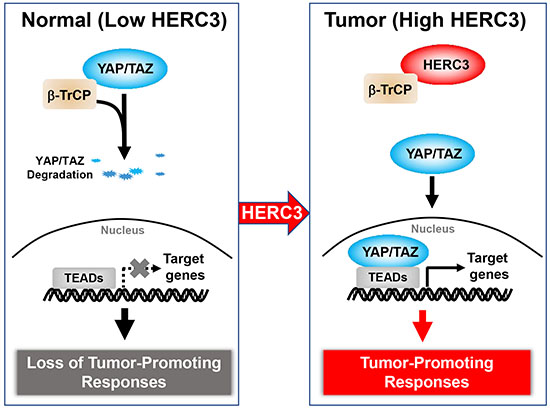 冯新华团队揭示HERC3促进YAP/TAZ蛋白稳定和肿瘤发生发展作用及分子机制