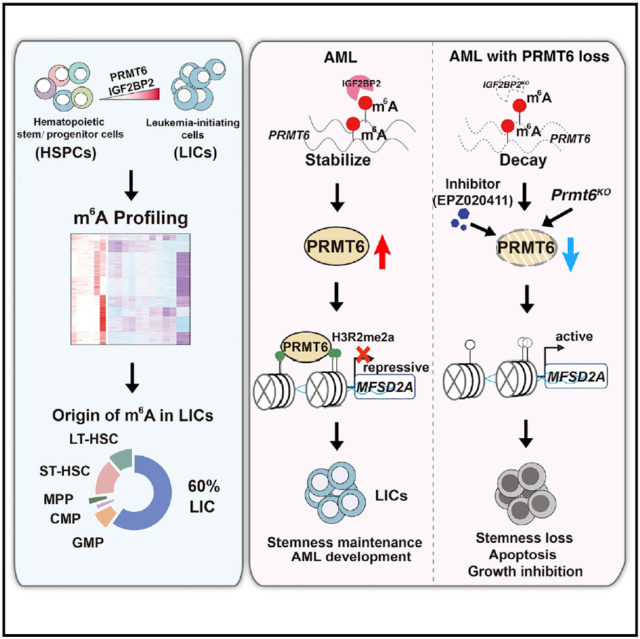Cell子刊：张好建团队揭示急性髓系白血病中m6A修饰动态变化及PRMT6的调控作用和机制