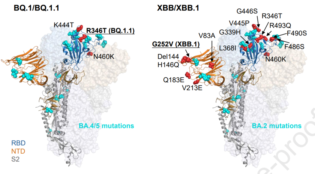 新毒株XBB具有目前已知最强逃逸能力，二次感染风险或升高