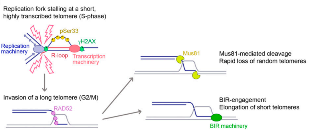 PNAS：帮助癌细胞长生不死的端粒延长分子，可作为癌症治疗靶点