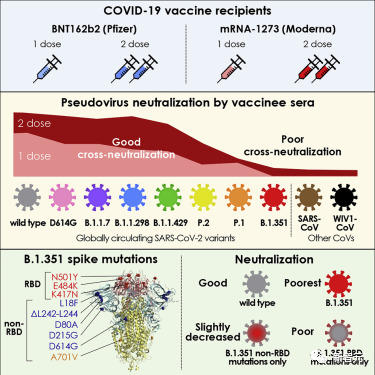 斯坦福研发最新疫苗：比mRNA强百倍，覆盖所有毒株
