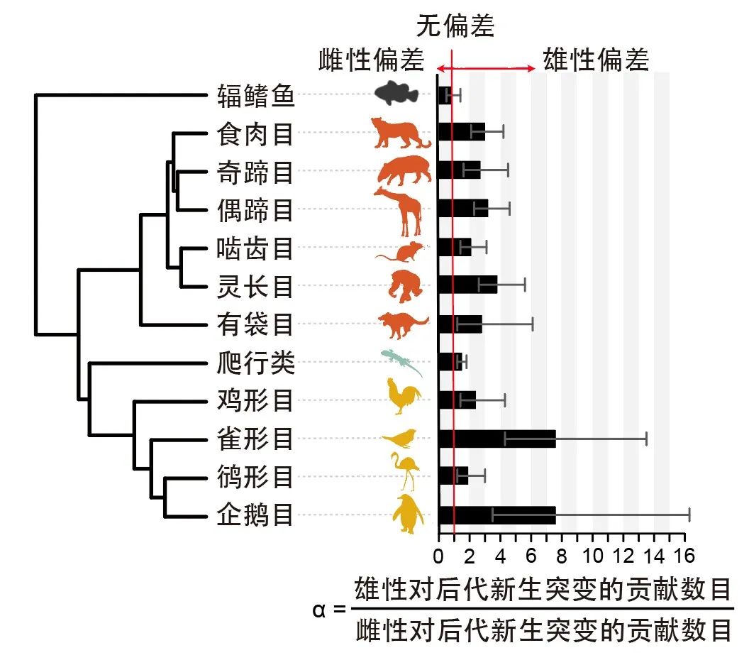 Nature：浙江大学张国捷团队解密脊椎动物世代间DNA突变界限、父母谁的贡献更多插图3