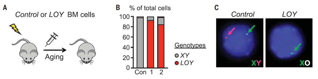 Science：男性为何比女性寿命短，Y染色体丢失是关键？