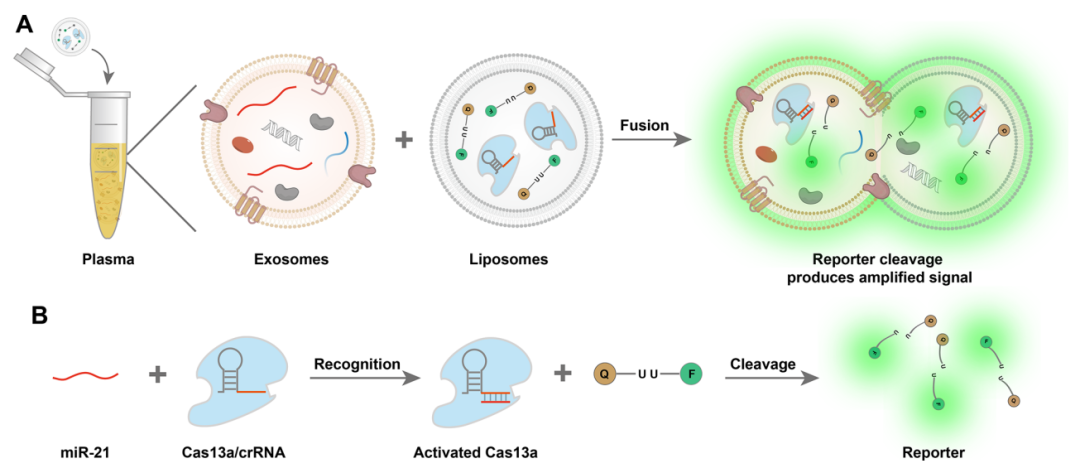 郑州大学张开翔/高华团队开发新型CRISPR检测平台，点亮血浆外泌体中的癌症生物标志物miRNA