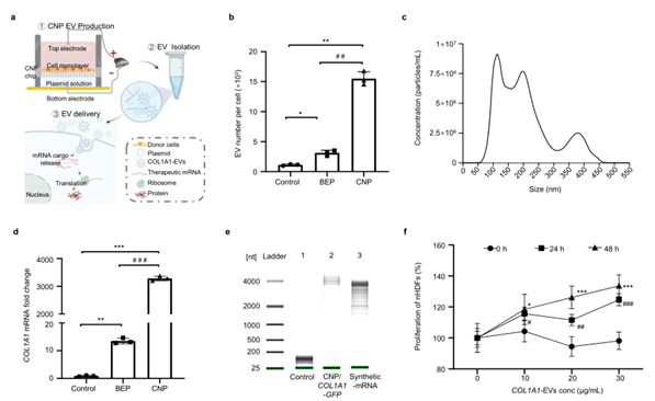 Nature子刊：细胞外囊泡装载mRNA的蛋白质替代疗法：一种全新mRNA递送方法为其他基因疗法打开