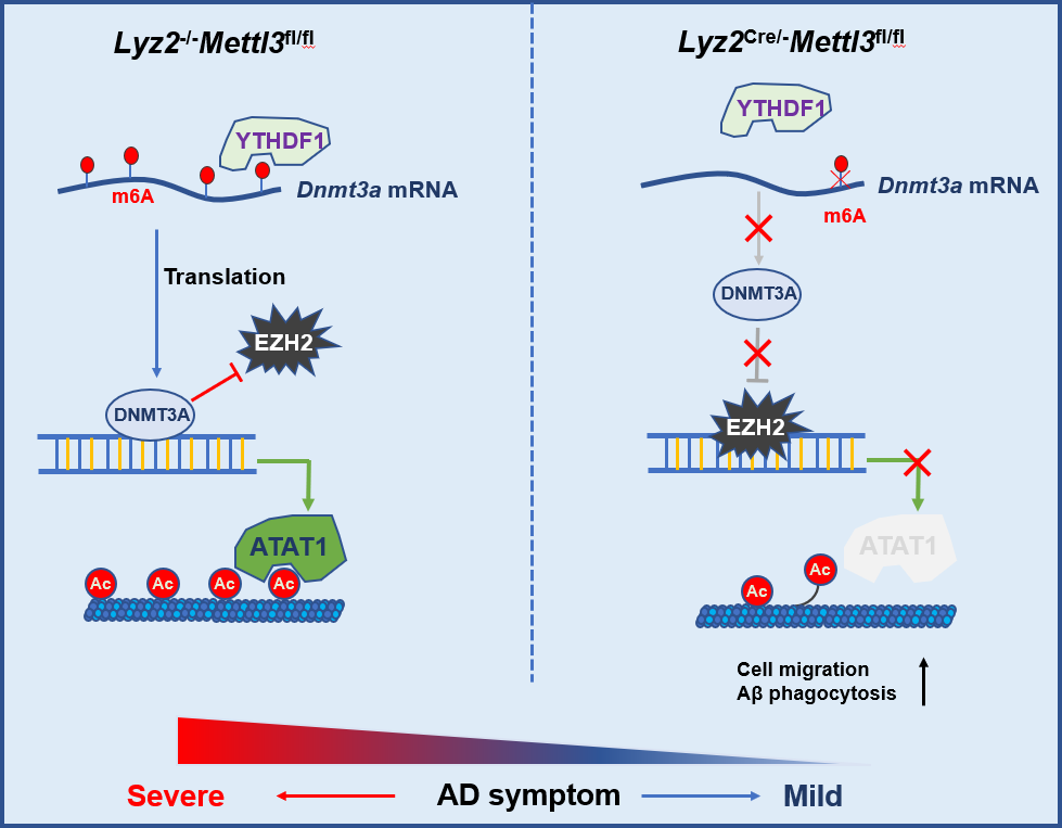 我国学者发现，m6A甲基化是治疗阿尔茨海默病的潜在新靶点