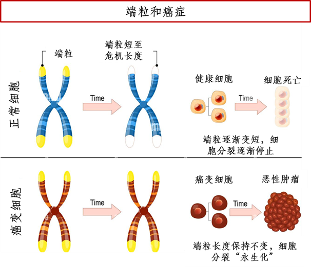 人人都有癌细胞！你都不知道，你的端粒阻止细胞癌变时有多努力！