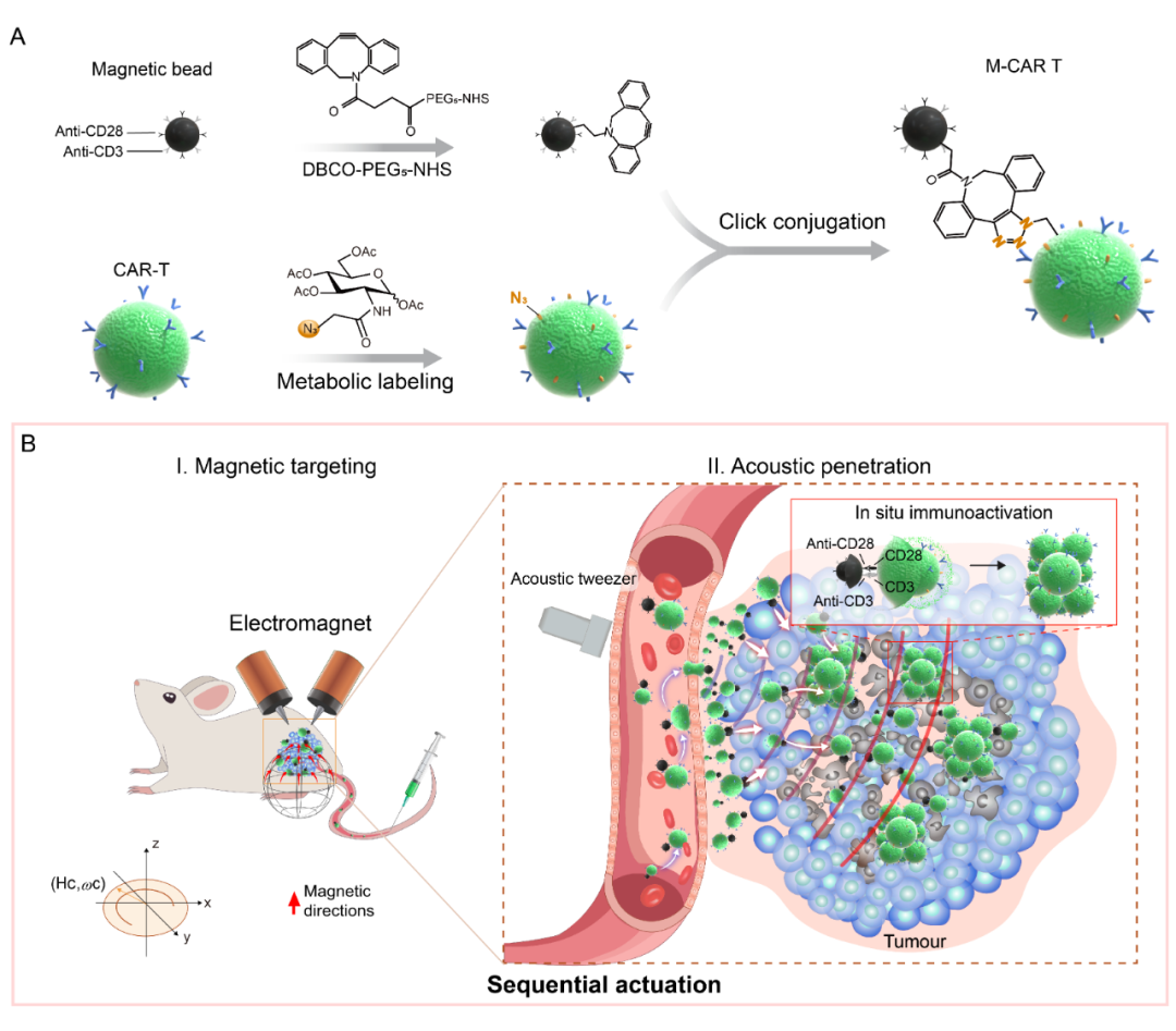 蔡林涛团队等开发“磁-声”序贯操控的CAR-T细胞机器人，用于肿瘤精准免疫治疗