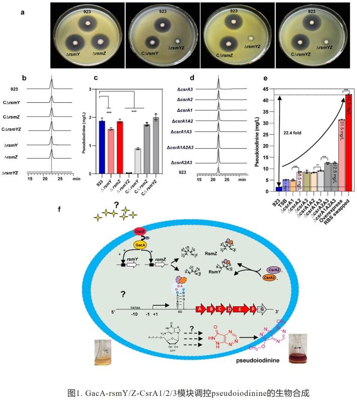 Nature Communications发文揭示植物病原菌拮抗活性物吡唑三嗪的生物合成与调控机制