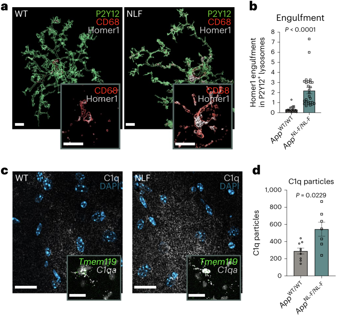 《自然·神经科学》：小胶质细胞为何会吃掉阿尔茨海默病患者的神经突触？科学家首次揭示背后机制
