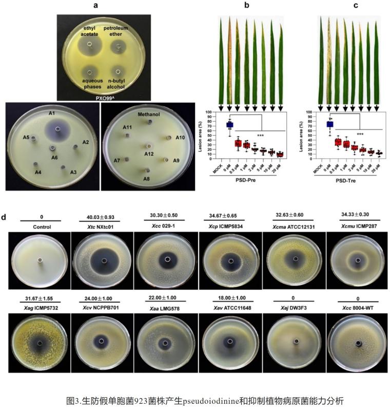 Nature Communications发文揭示植物病原菌拮抗活性物吡唑三嗪的生物合成与调控机制